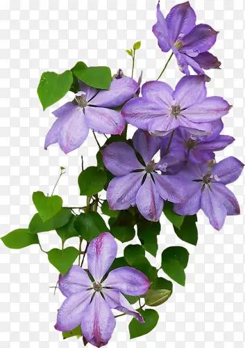 ����ps�زĻ��ܲ廭-������