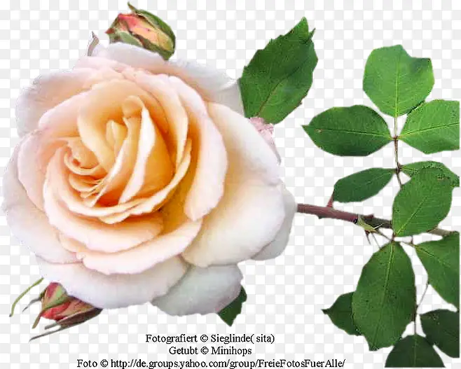 ����ʸ��ͼ�زĻ���ͼ��-������