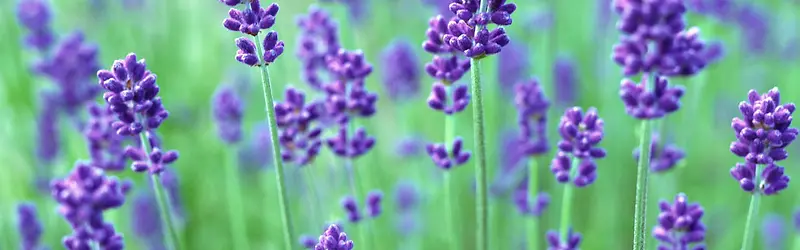 ���䱳��Ψ������-������