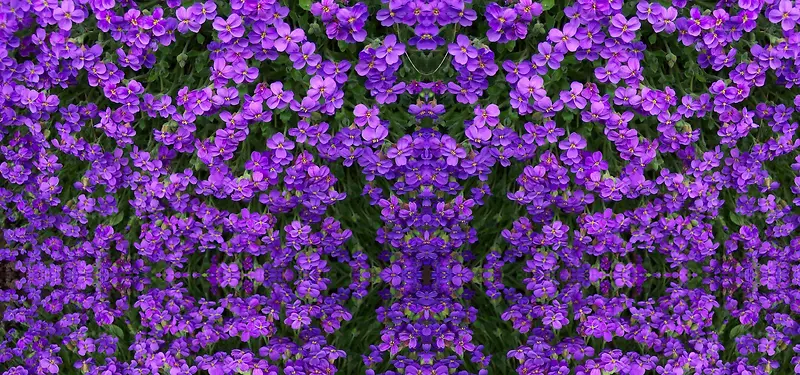 ��Ӱ����-������