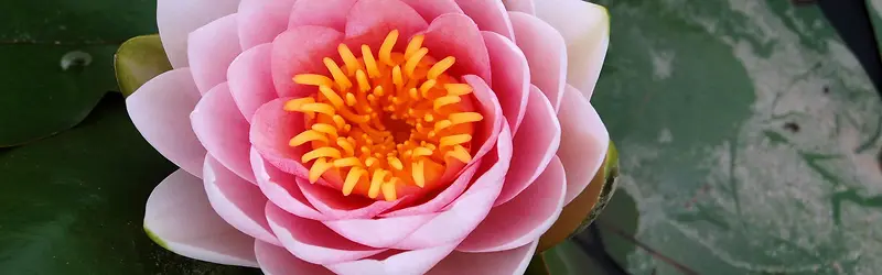 ���䱳��-������