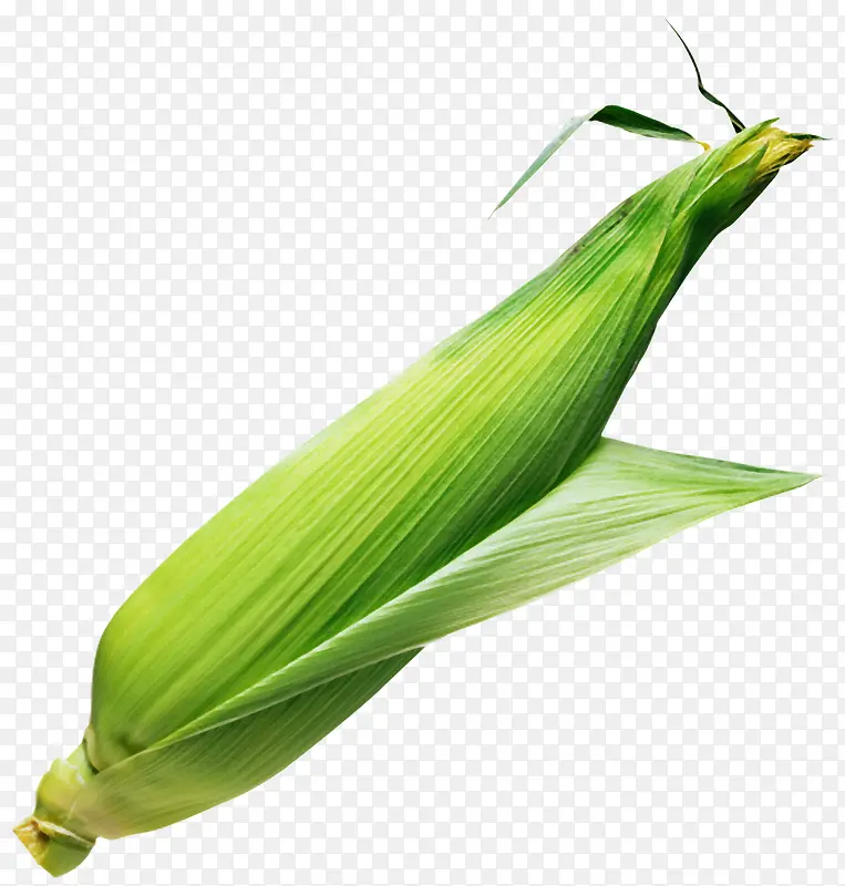 ����ʳ���ز�-������