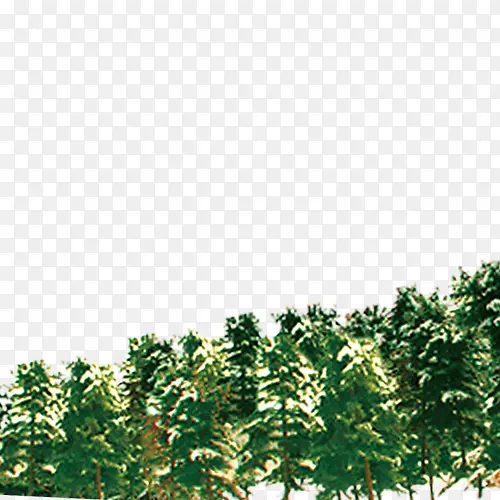 ʥ������ľ-������