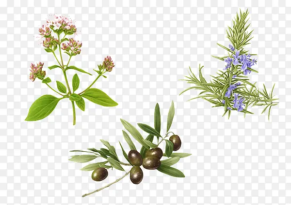 ���Ȿ��ֲ���ز�-������