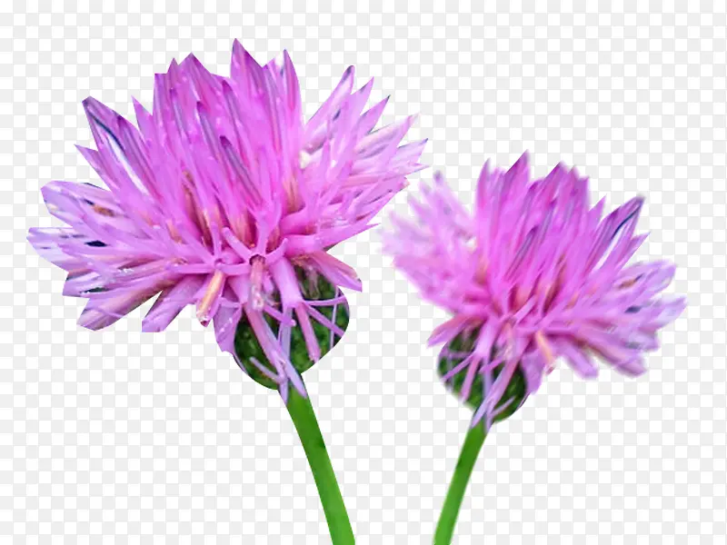 �����̼���ͼƬ�ز�-������