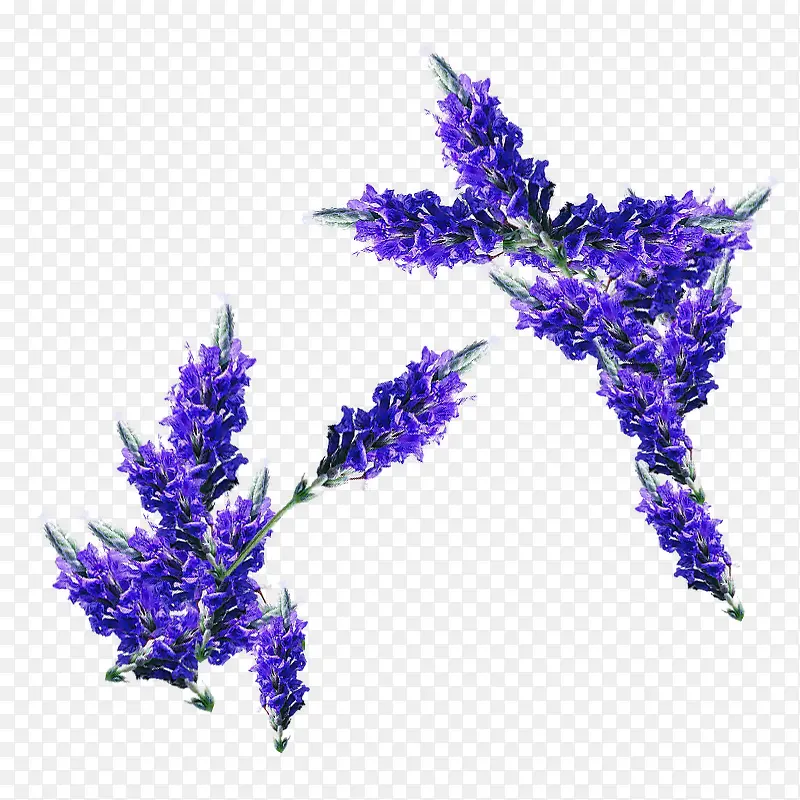 ޹�²�-������