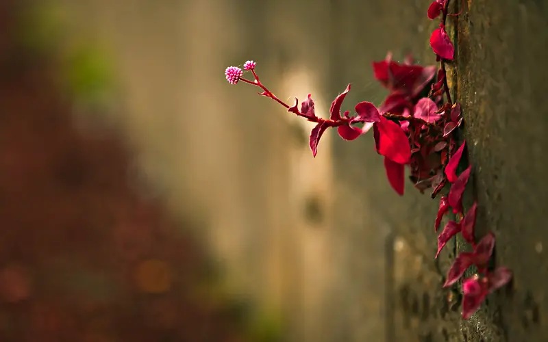 ��Ӱֲ���ֽ�ز�-������