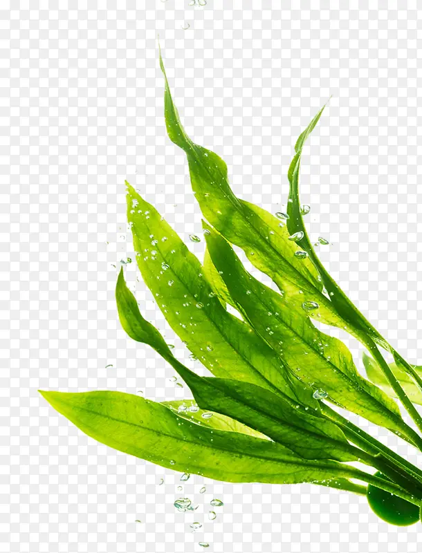 ¶�鴴��ֲ���ֻ�-������