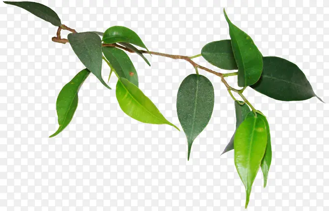 ���崴����Ӱ��ɫ�Ĳݱ�ֲ��-������