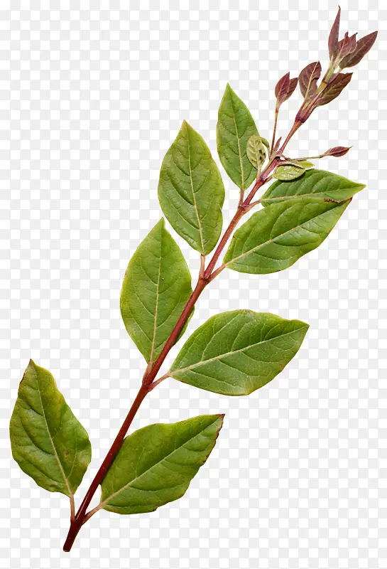 ���崴��ϳ���Ӱ��ɫ�ݱ�ֲ��-������