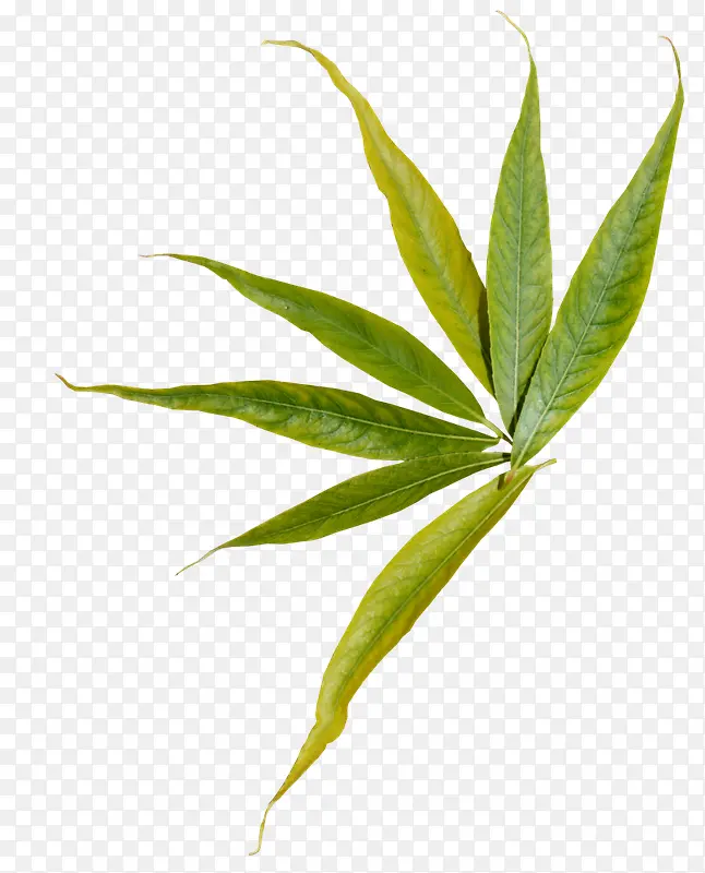 ������Ӱ�ϳ���ɫ�Ĳݱ�ֲ��-������