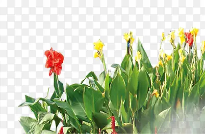 ���崴����崴����ɫֲ���ɫ-������