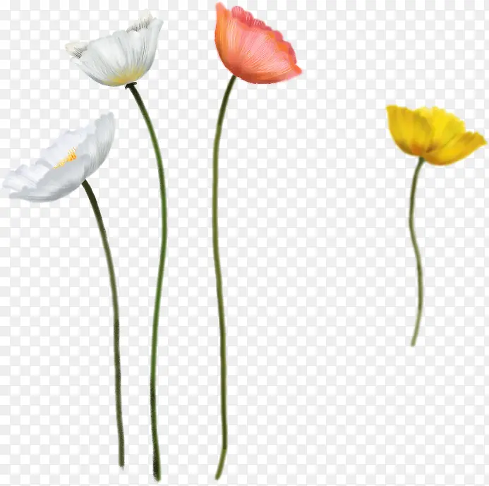 ����С��ֲ�ﻨ��-������