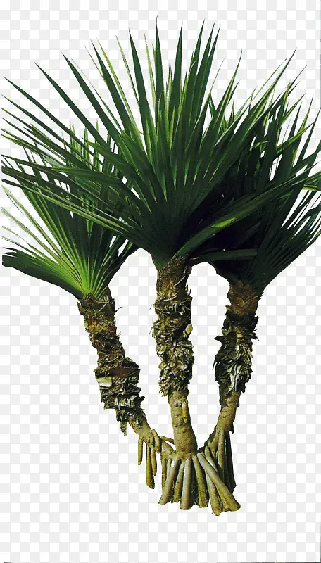 ���崴����Ӱ��ɫ�ݱ�ֲ��-������