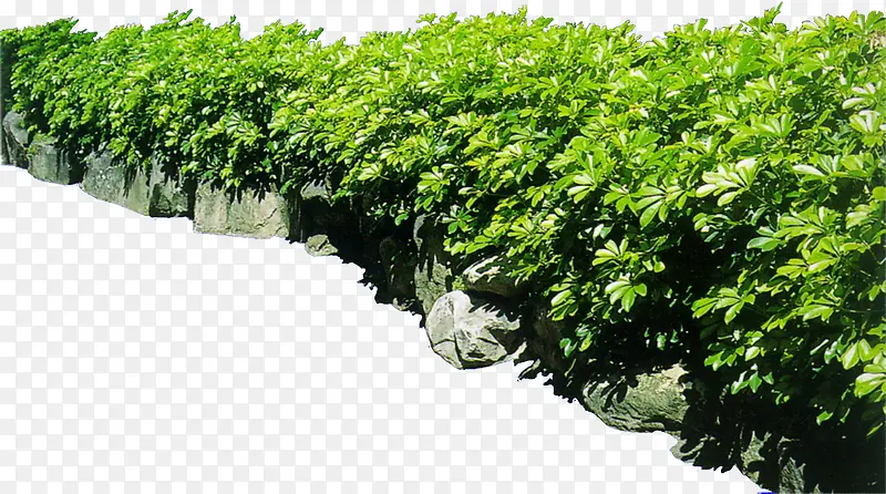 ���崴����Ӱ��ɫ�ݱ�ֲ�ﻨ̳-������