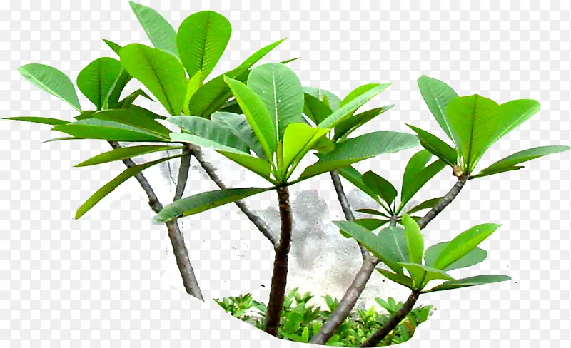 ���������ӰСֲ��-������