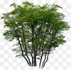 ���崴����ɫֲ����Ӱ�̻�-������