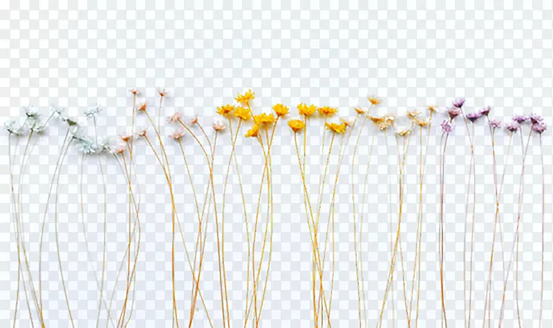 ֲ�ﱳ��-������