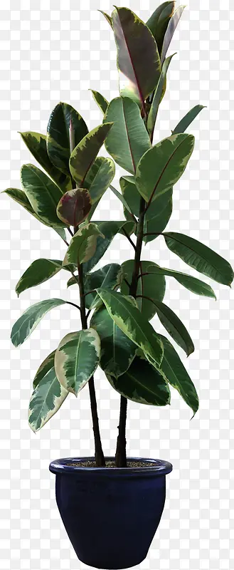 ���崴��ݱ�ֲ�ﴴ��ϳ�Ч��-������