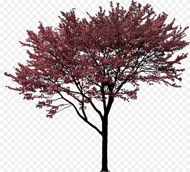 ���崴���ɫ�ݱ�ֲ��-������