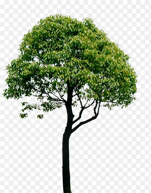 ���崴����ɫֲ��-������