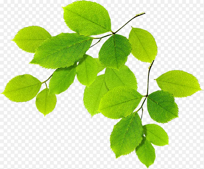 ���������ɫ�ݱ�ֲ��-������