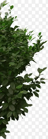 ���������ɫֲ��-������