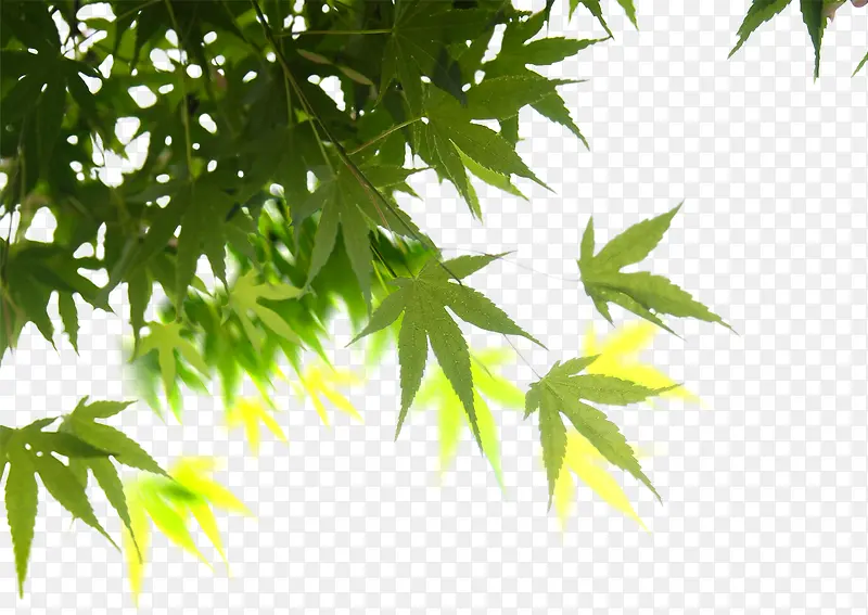 ������Ӱ�ֻ���ɫֲ�ﴴ��ϳ�-������