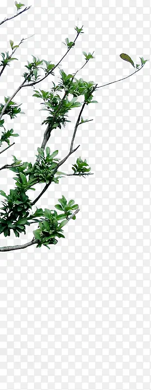 ���������Ӱ��ɫֲ��-������