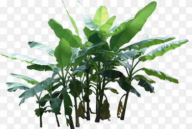 ���������ɫֲ����Ҷ-������