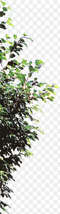 ���崴����ɫ�ݱ�ֲ����Ӱ-������