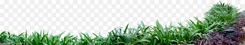 ��ֲ����ֲ�ﴴ��-������