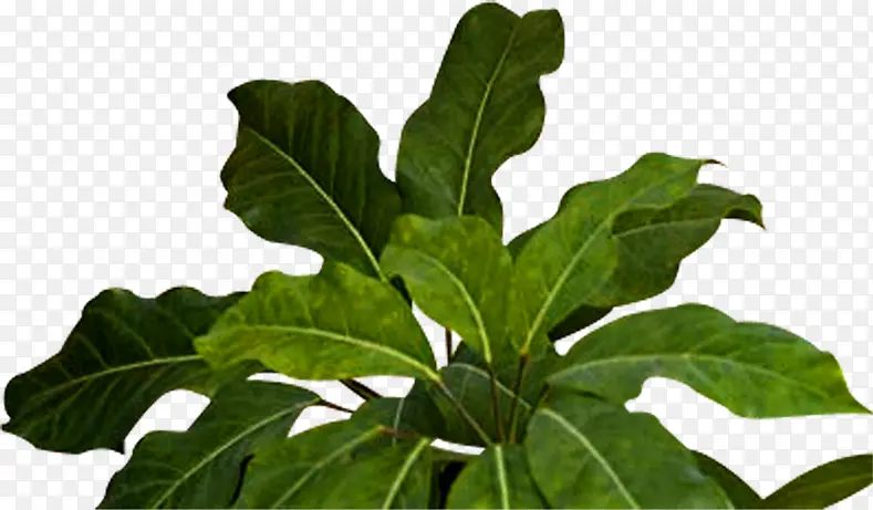 ��ɫ������Ӱ����ݱ�ֲ��-������