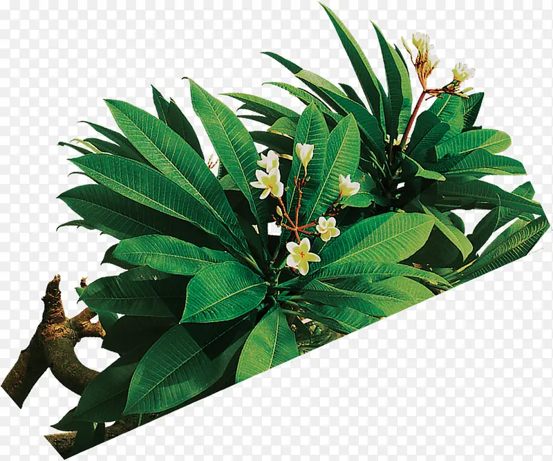 ������ɫֲ��С��-������