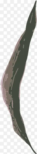 ����ϳ�ֲ��Ч����֦-������