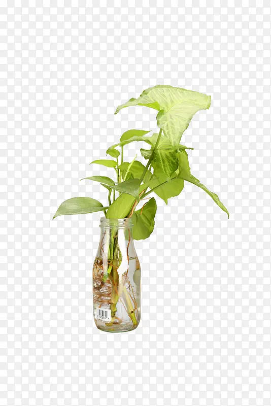 ������Ӱ��ɫ��ֲ��-������