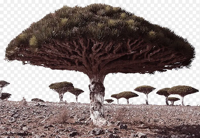 ����ֲ����ӰЧ��-������