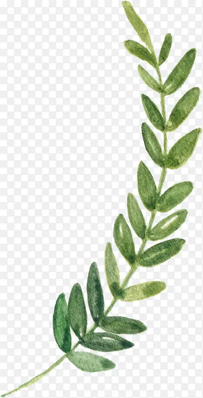 ��ɫֲ�ﴴ�����-������