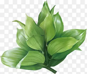 ��ɫ���̴���ֲ��-������