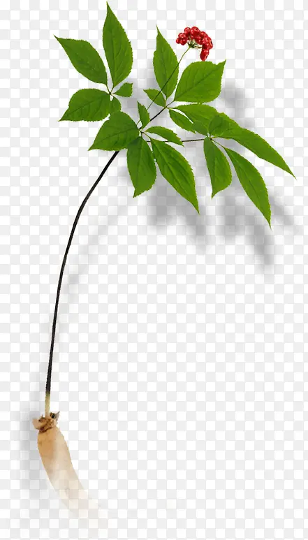 ��ɫֲ�ﴴ�����-������