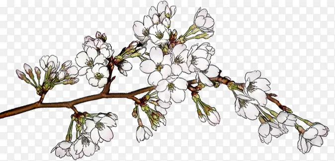 ��ɫ��֦����ֲ��-������