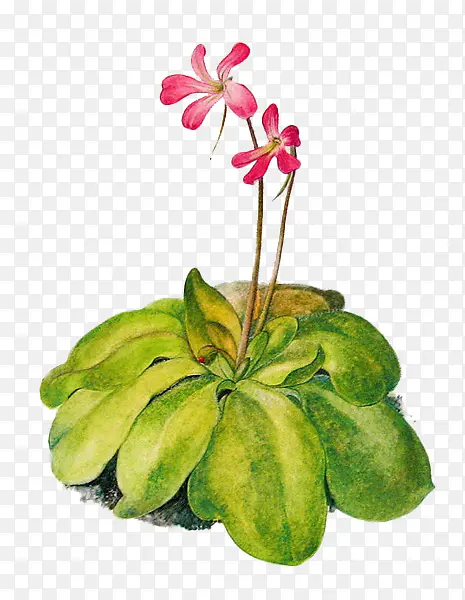 ��ɫʱ��ֲ�ﴴ��-������