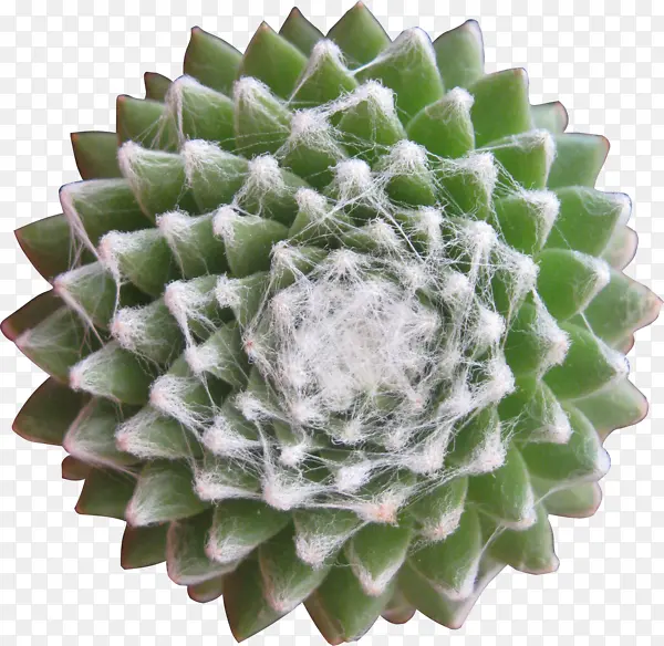 ��ɫֲ����������-������