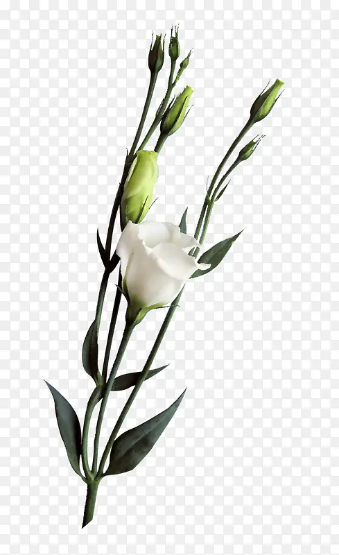 ��ɫ��֦Ԫ��-������