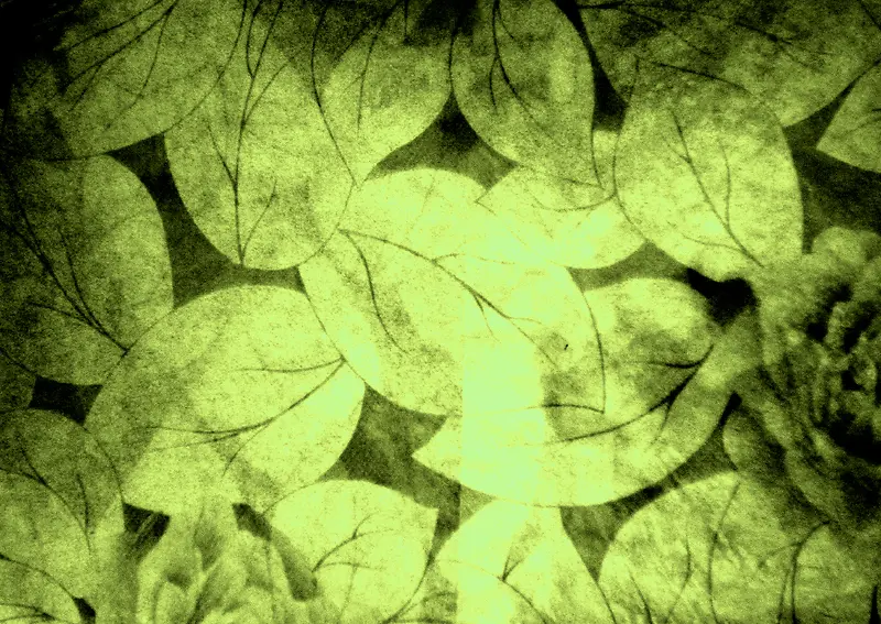 ����Ҷ�ӱ���-������