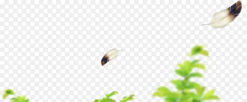 ��ɫֲ������ëҶ��-������