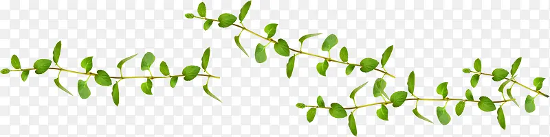 ��ɫ������֦����-������