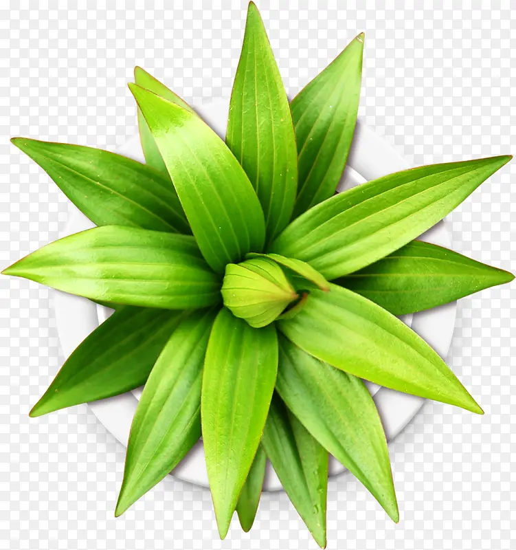 ��ɫֲ���ز�-������