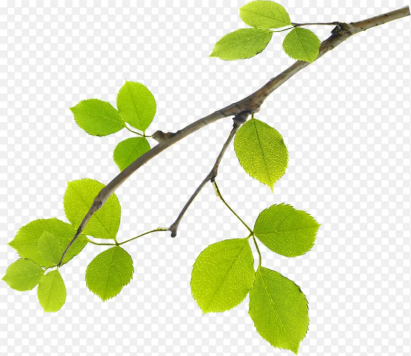 ��������ɫ��֦��Ҷװ��-������