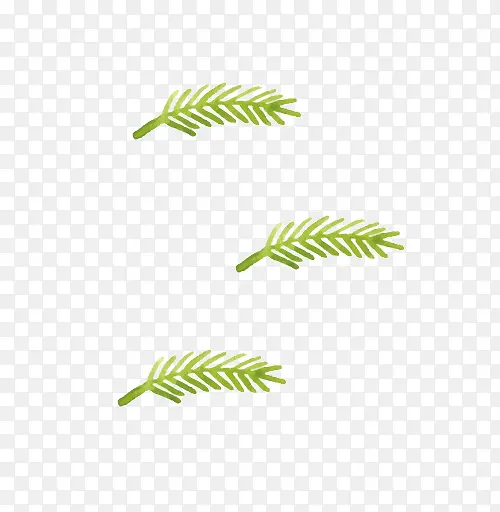 ˮ��ʥ��ֲ��-������